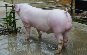 傲世皇朝平台种猪养殖展示